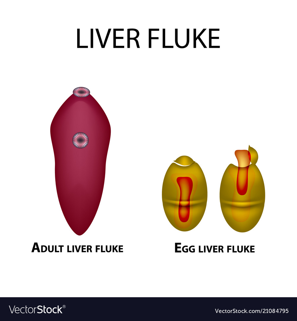 Liver fluke hepatic the egg trematode