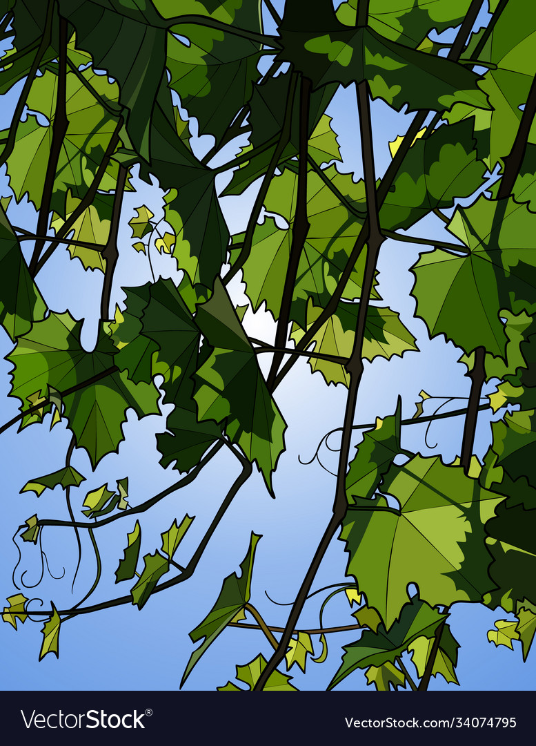 Summer background with green branches grapes