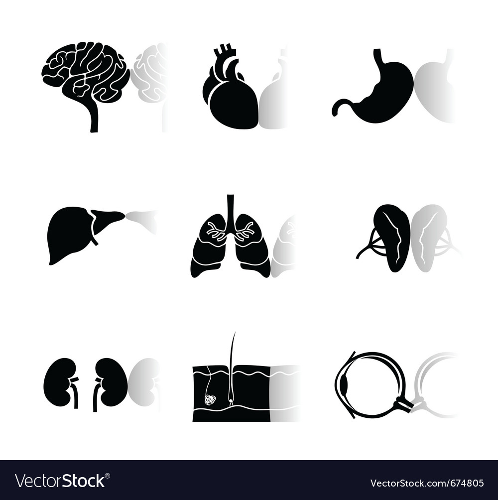 Human body icons Royalty Free Vector Image - VectorStock