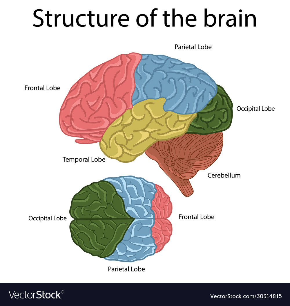 Brain structure Royalty Free Vector Image - VectorStock