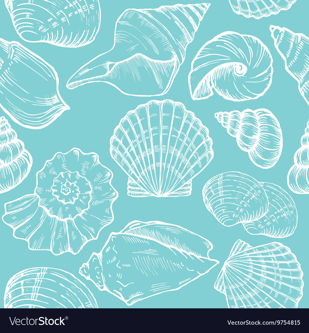 Sea shell Royalty Free Vector Image - VectorStock