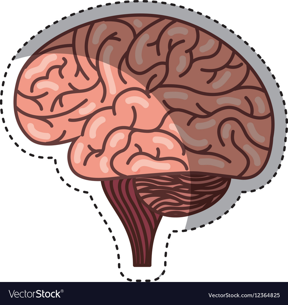 Human brain organ isolated icon