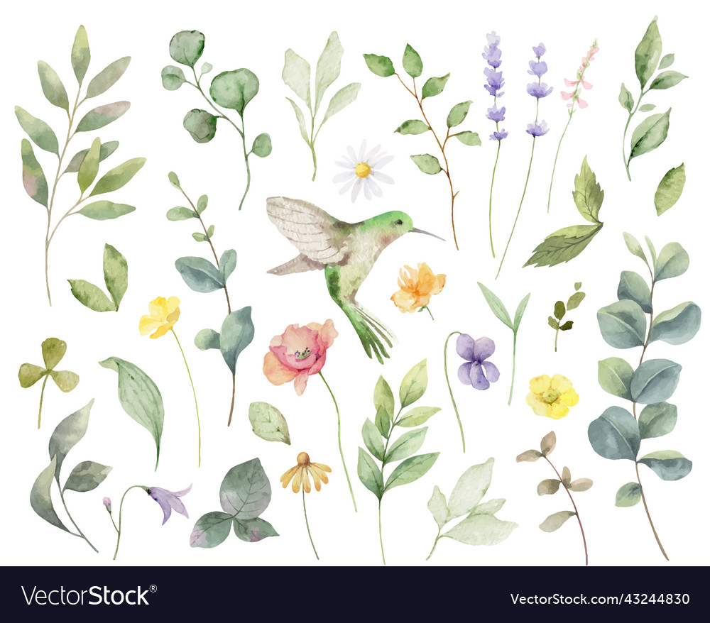 Hand painted watercolor set of herbs vector image Hand painted watercolor set of herbs