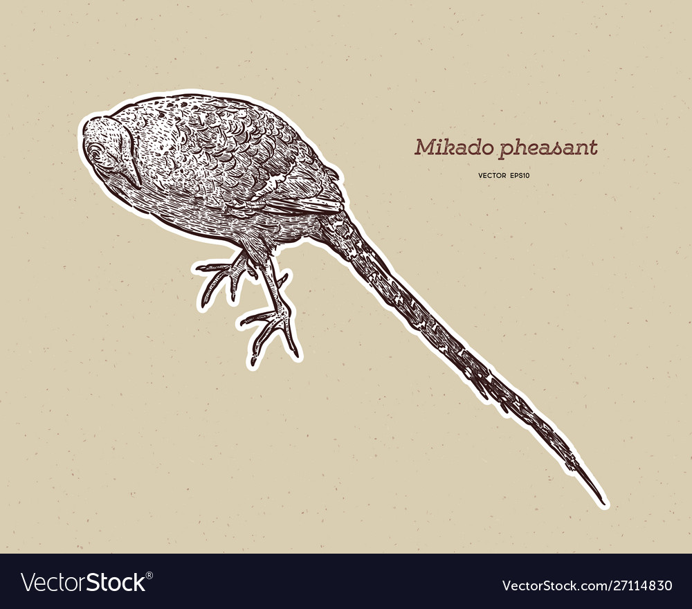 Mikado pheasant syrmaticus Royalty Free Vector Image