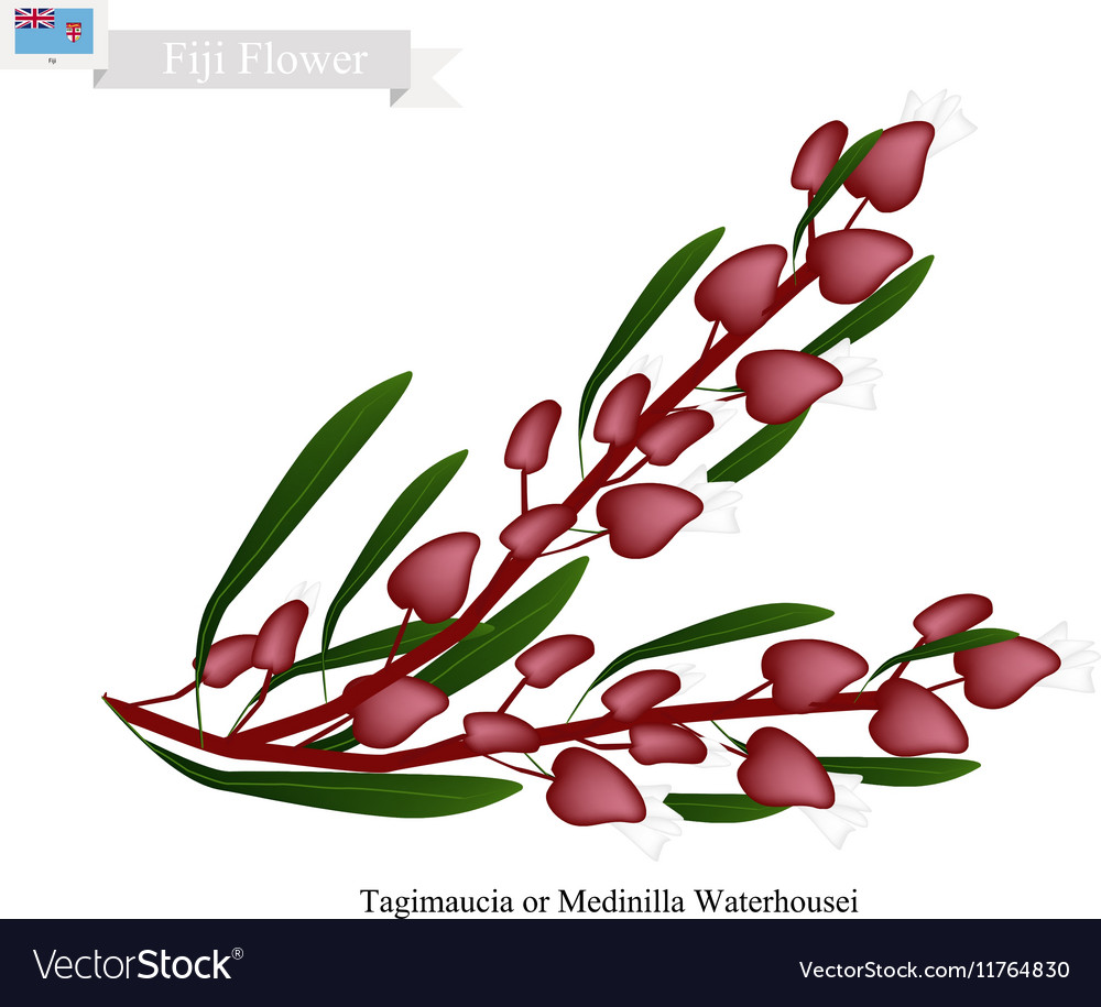 Tagimaucia flower the national flower of fiji Vector Image