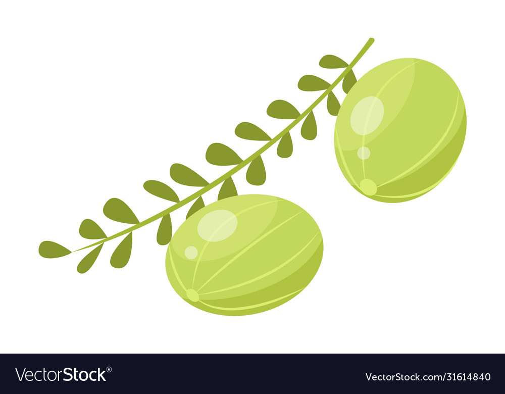 Branch green small indian gooseberries amla