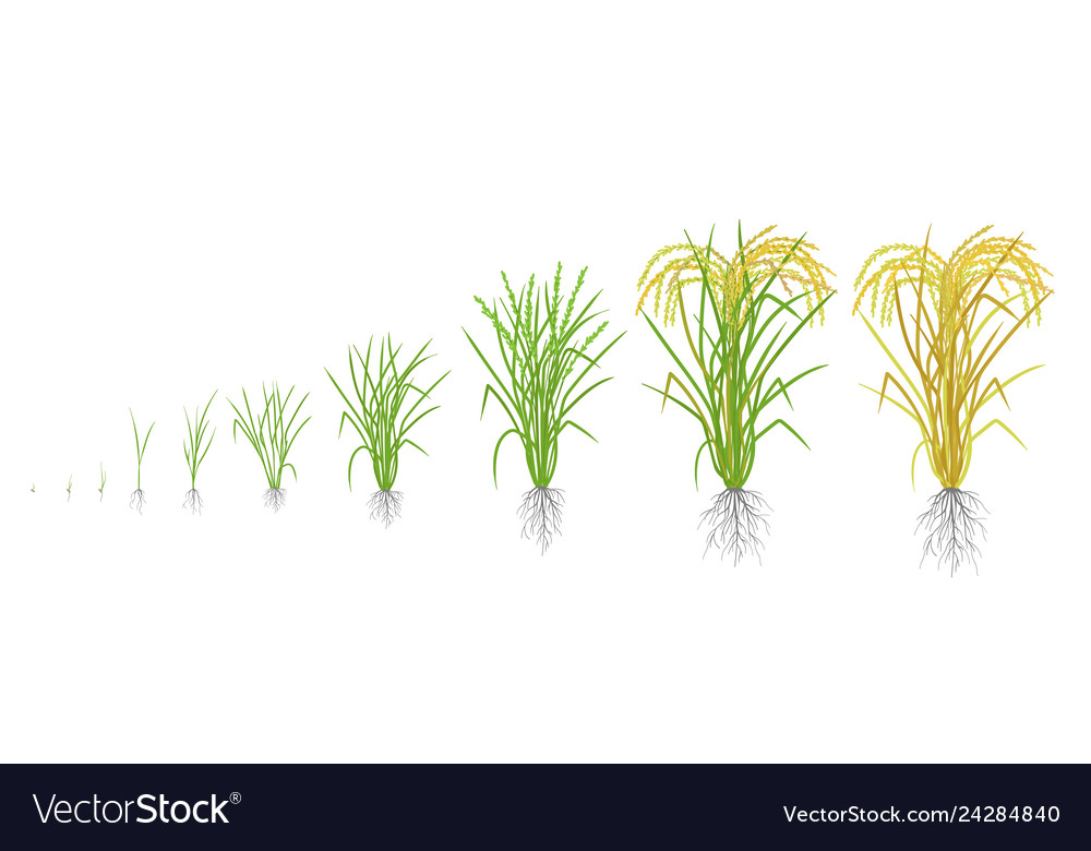 Growth Stages Of Rice Plant Rice Increase Phases Vector Image