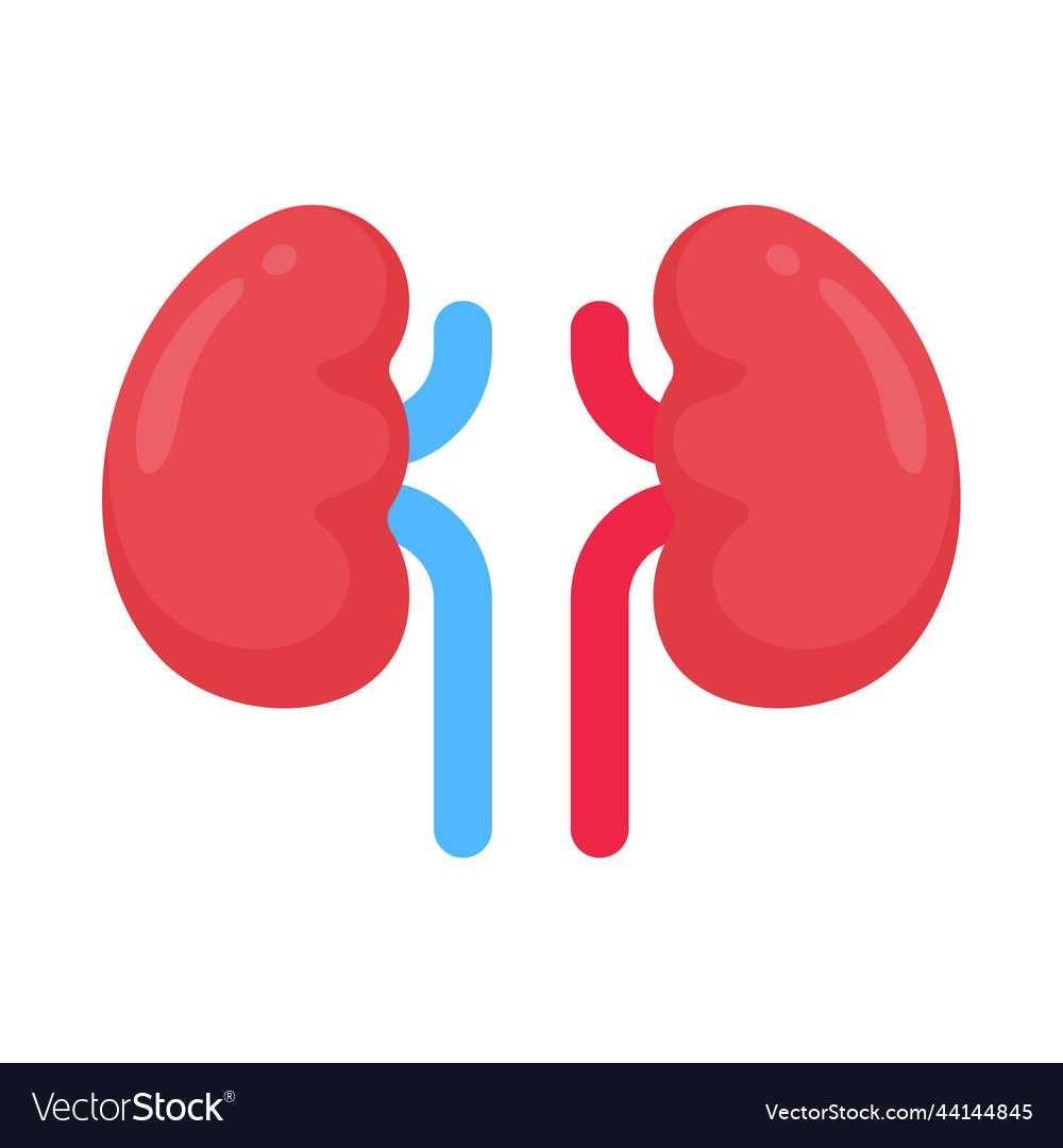 Kidney icon a red resembling bean serves