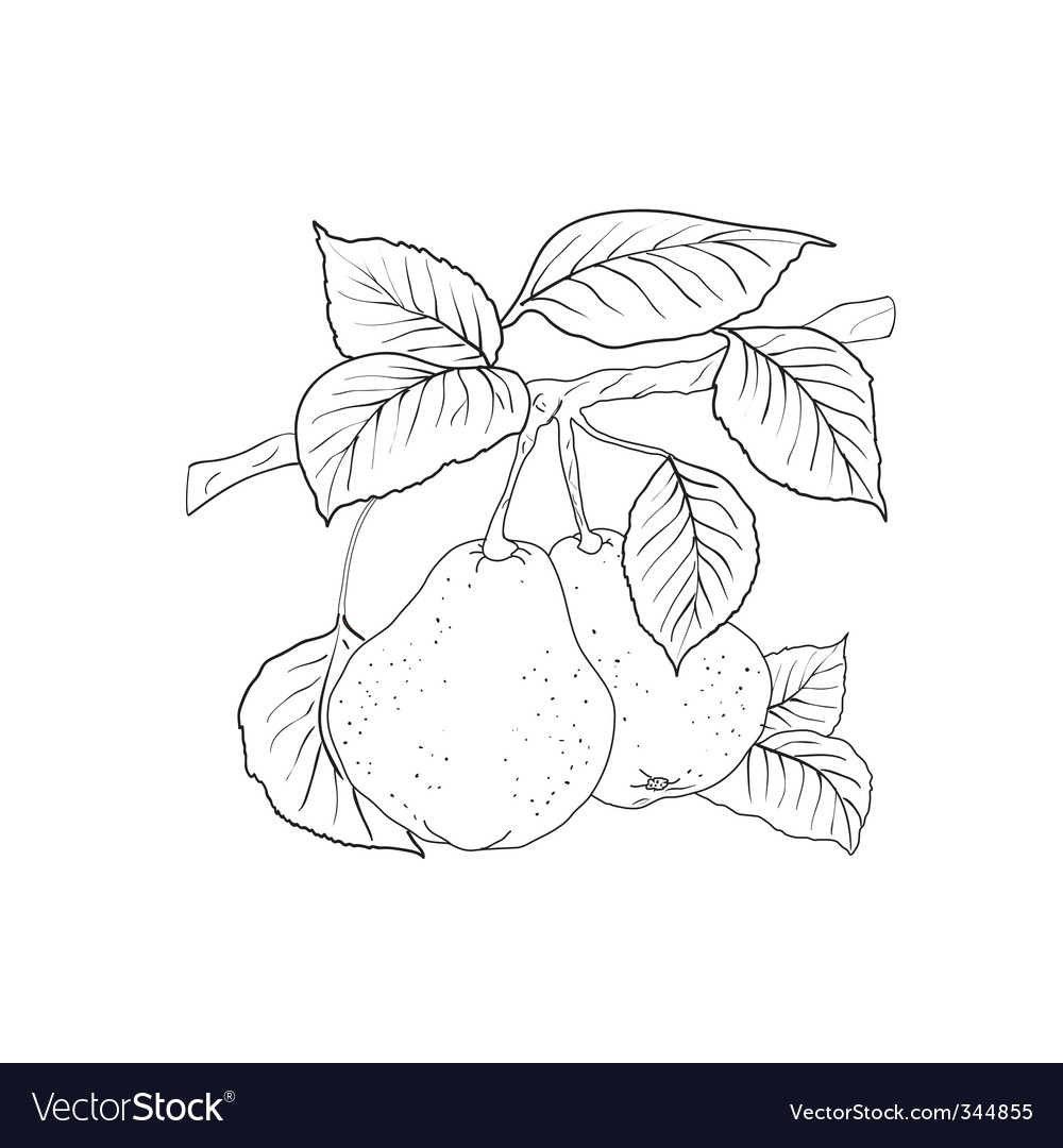 Ripe Yellow Pears on Branch