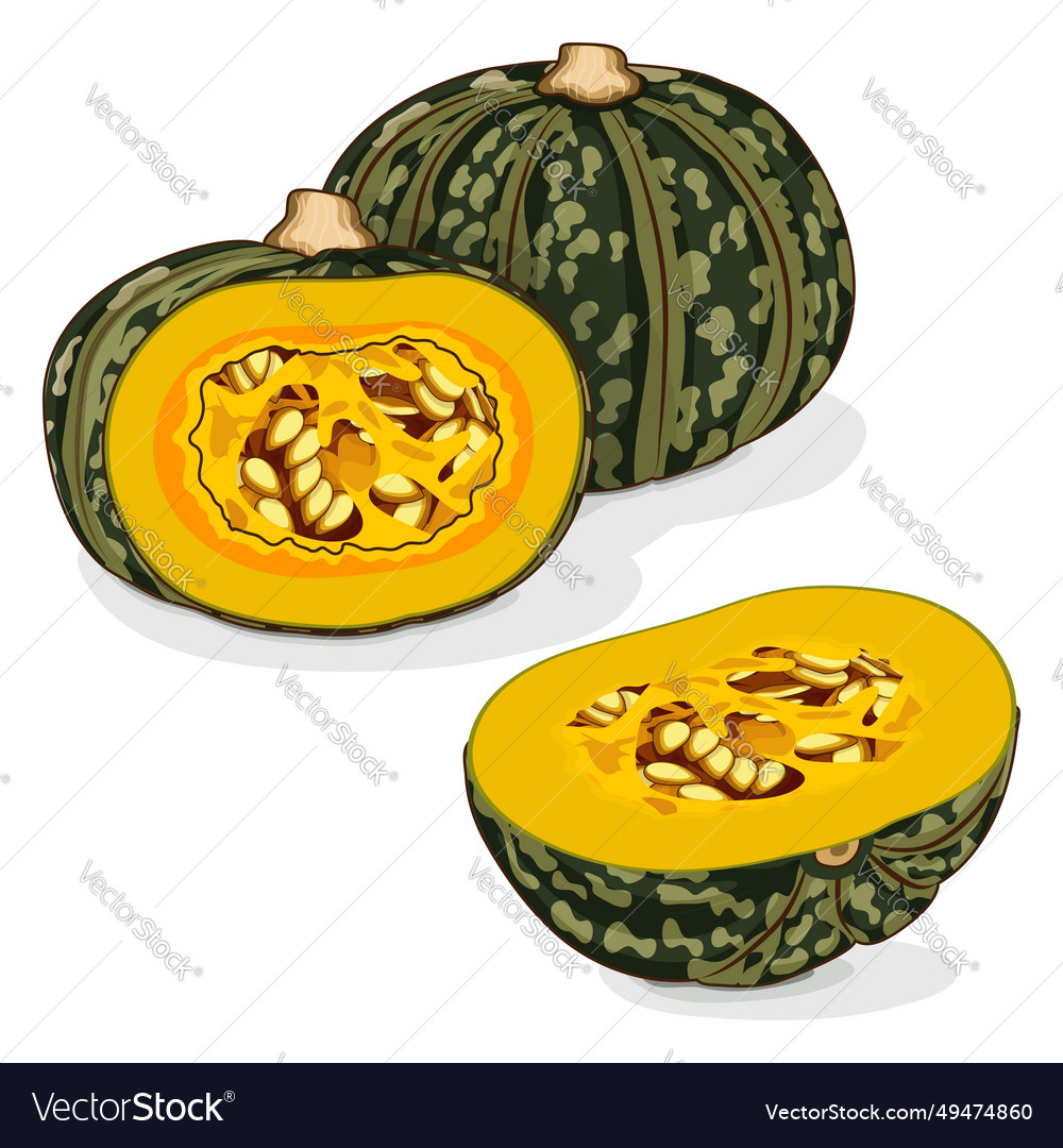 Kabocha Winter Squash Kürbisse Clipart