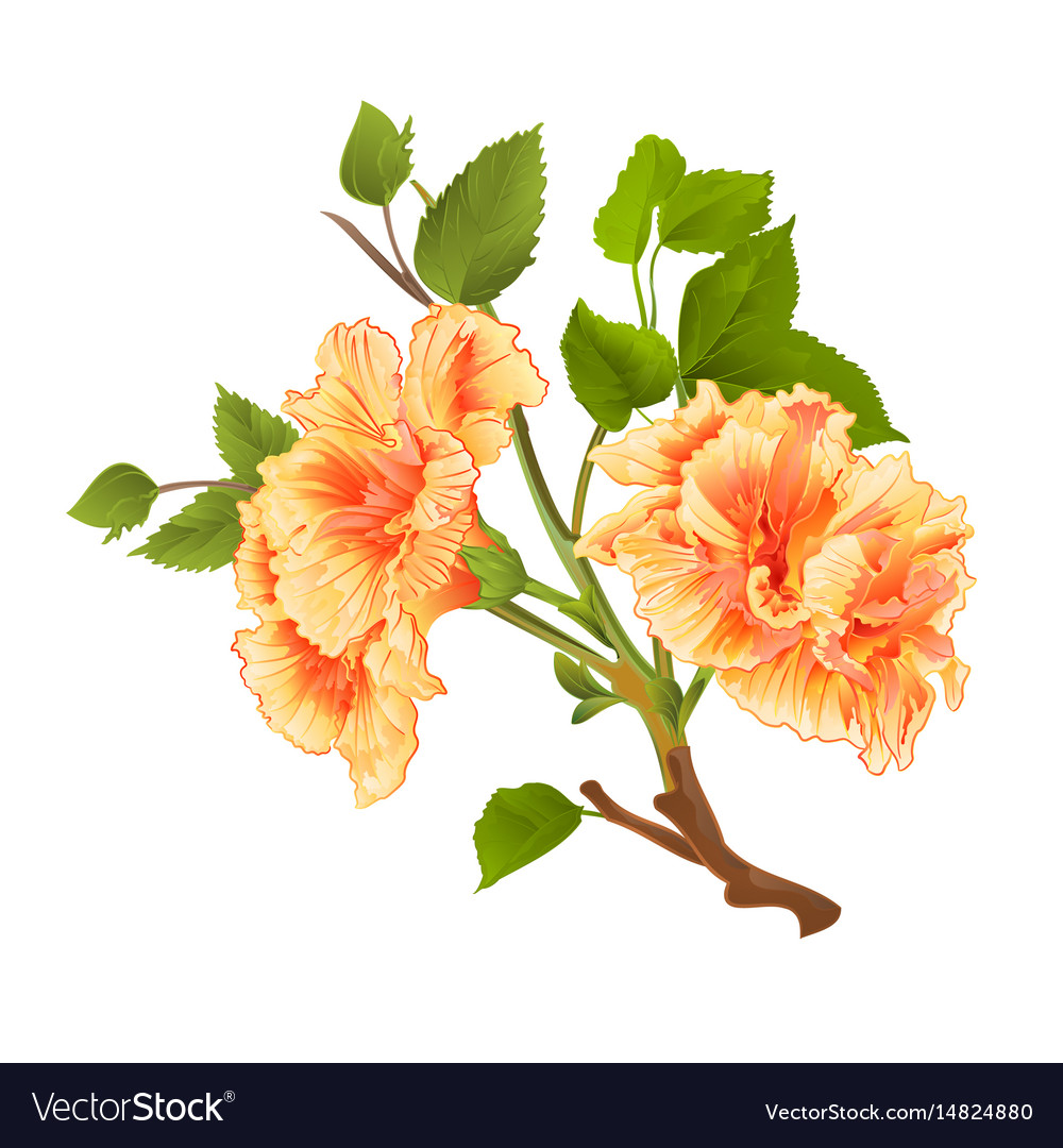 Featured image of post Yellow Hibiscus Flower Vector From wikimedia commons the free media repository