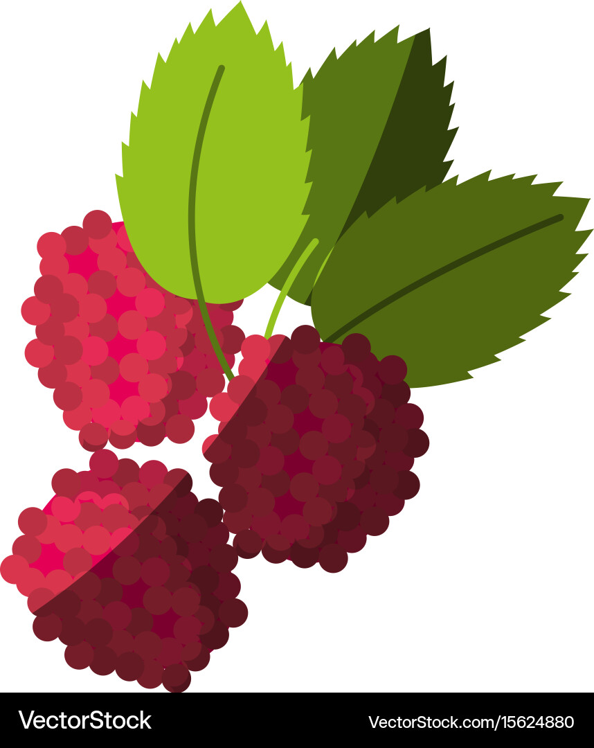 Fruit icon image Royalty Free Vector Image - VectorStock