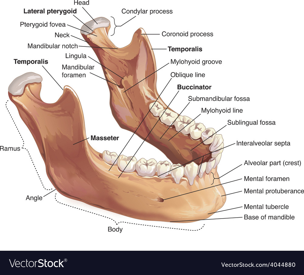 human jaw bone royalty free vector image vectorstock mandible anatomy