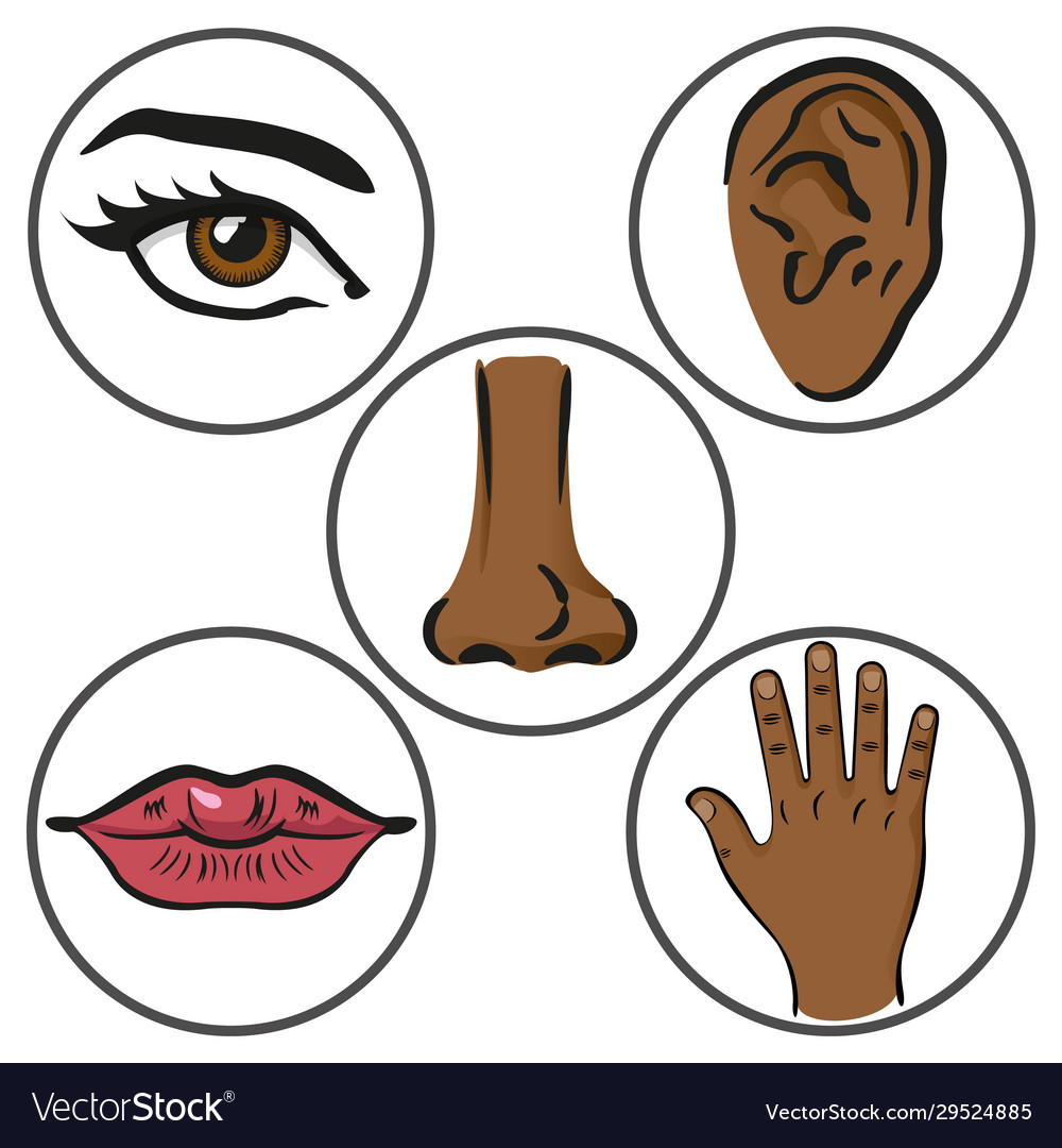 Close up five senses black person Royalty Free Vector Image