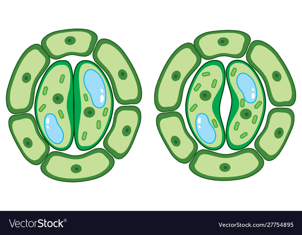 Plant Cell 2d Diagram
