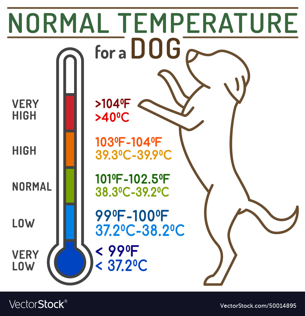 Normal temperature for a dog medical Royalty Free Vector