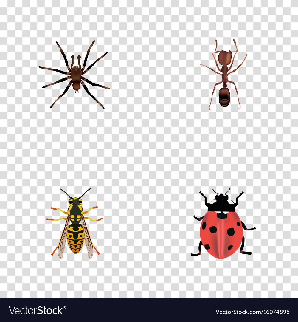 Realistic emmet arachnid ladybird and other