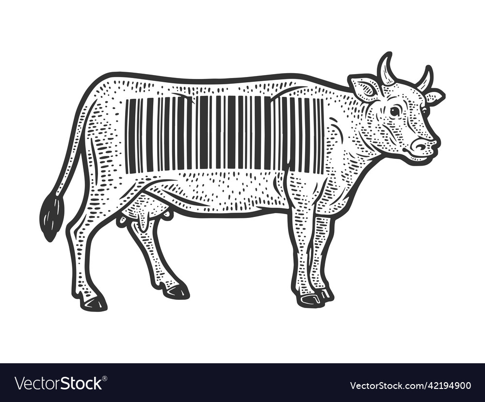 Cow with barcode sketch