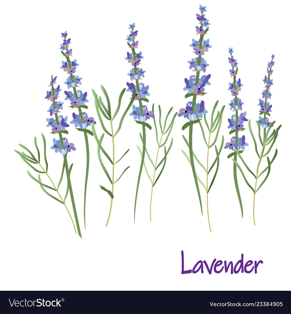 Lavender plant drawing Vectors  Illustrations for Free Download  Freepik