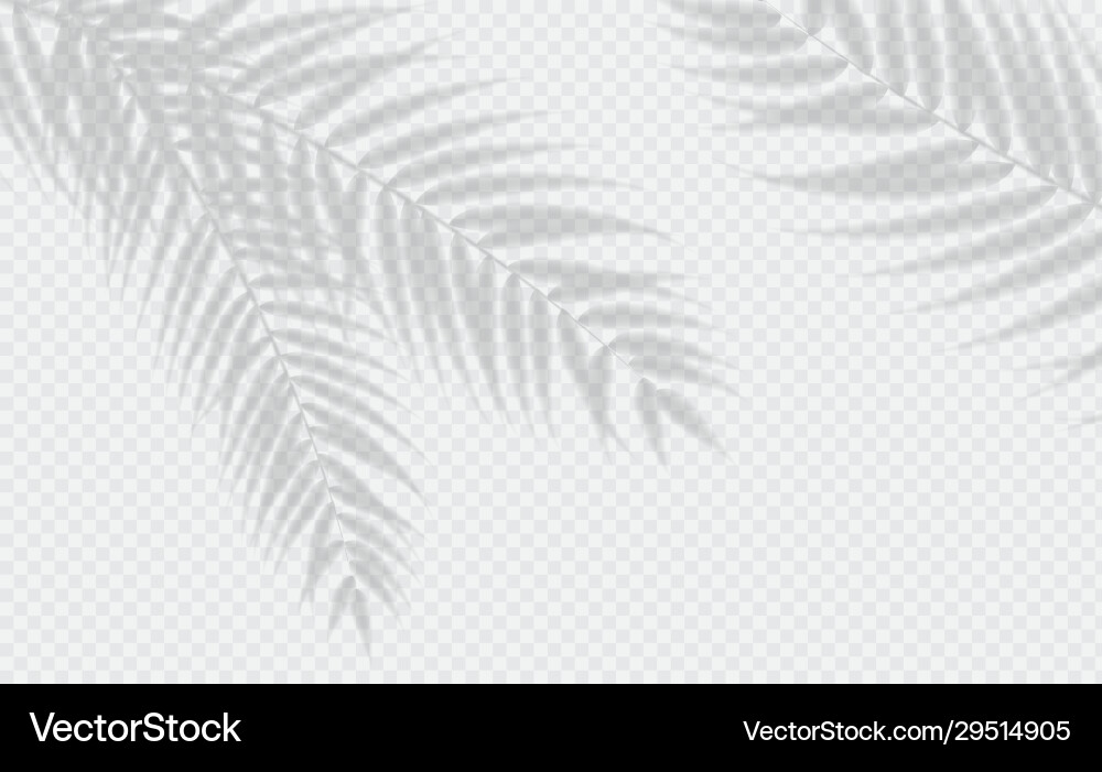 Shadow Vector Image Transparent shadow effects with shadow Royalty Free Vector