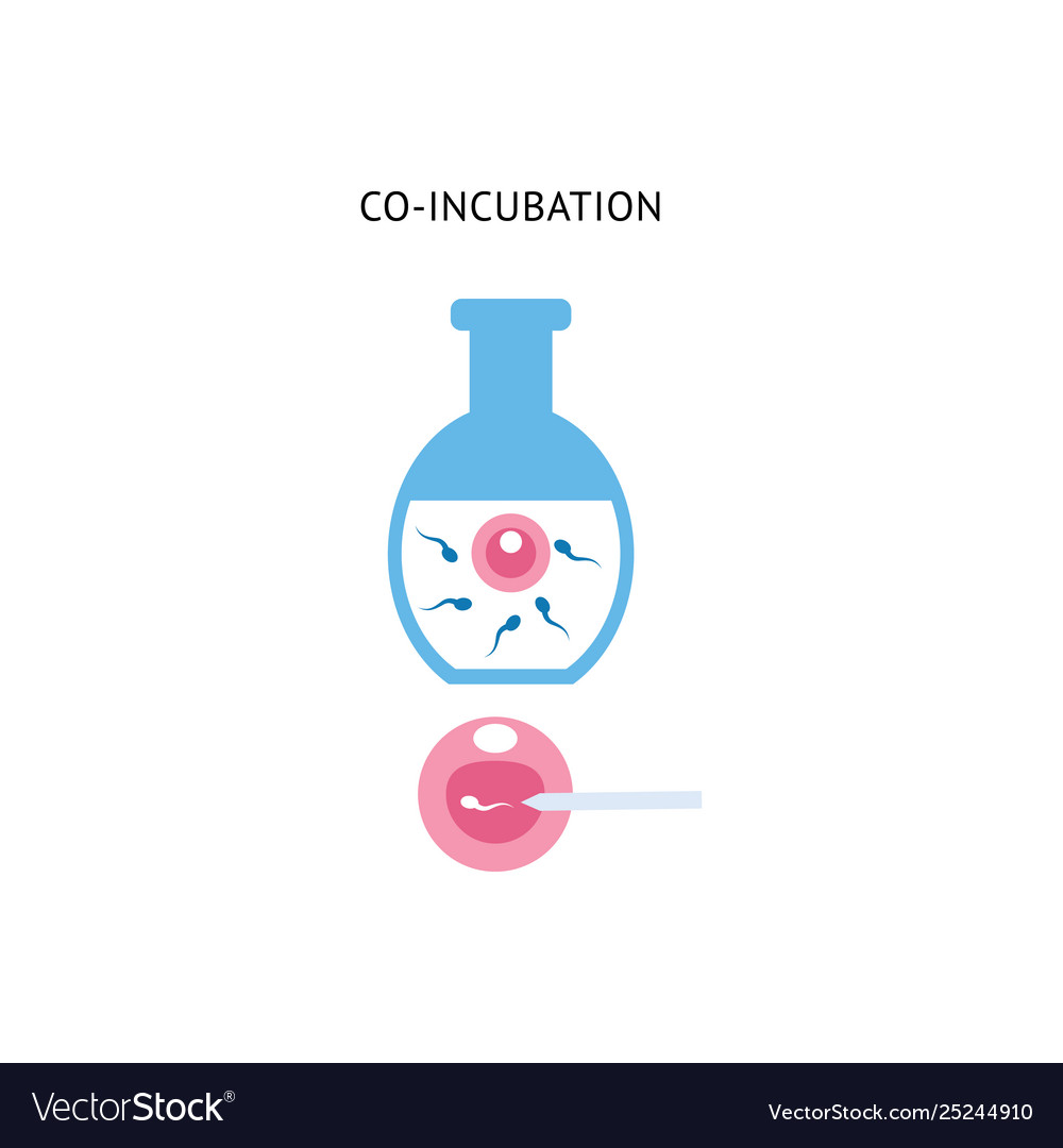 Egg and sperm in co-incubation procedure vitro