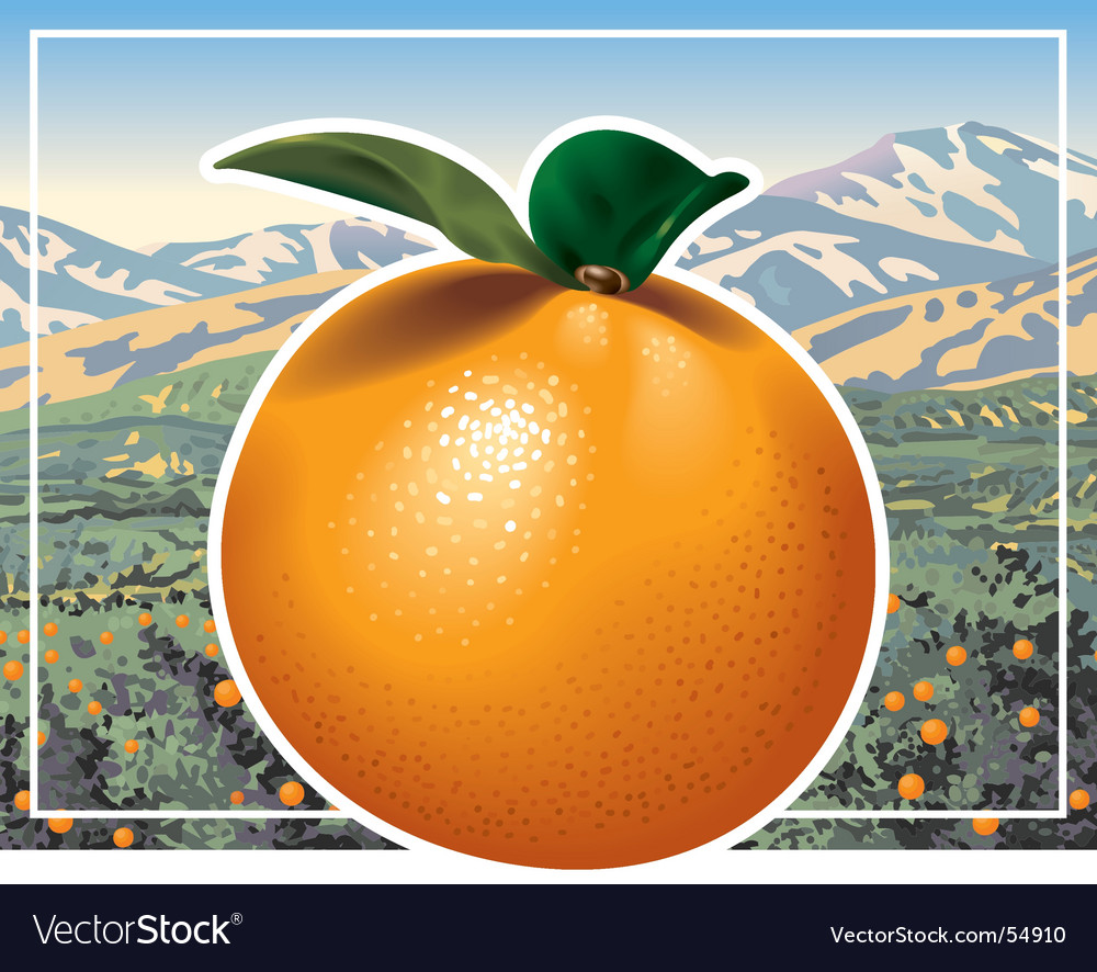 Orange grove Royalty Free Vector Image VectorStock