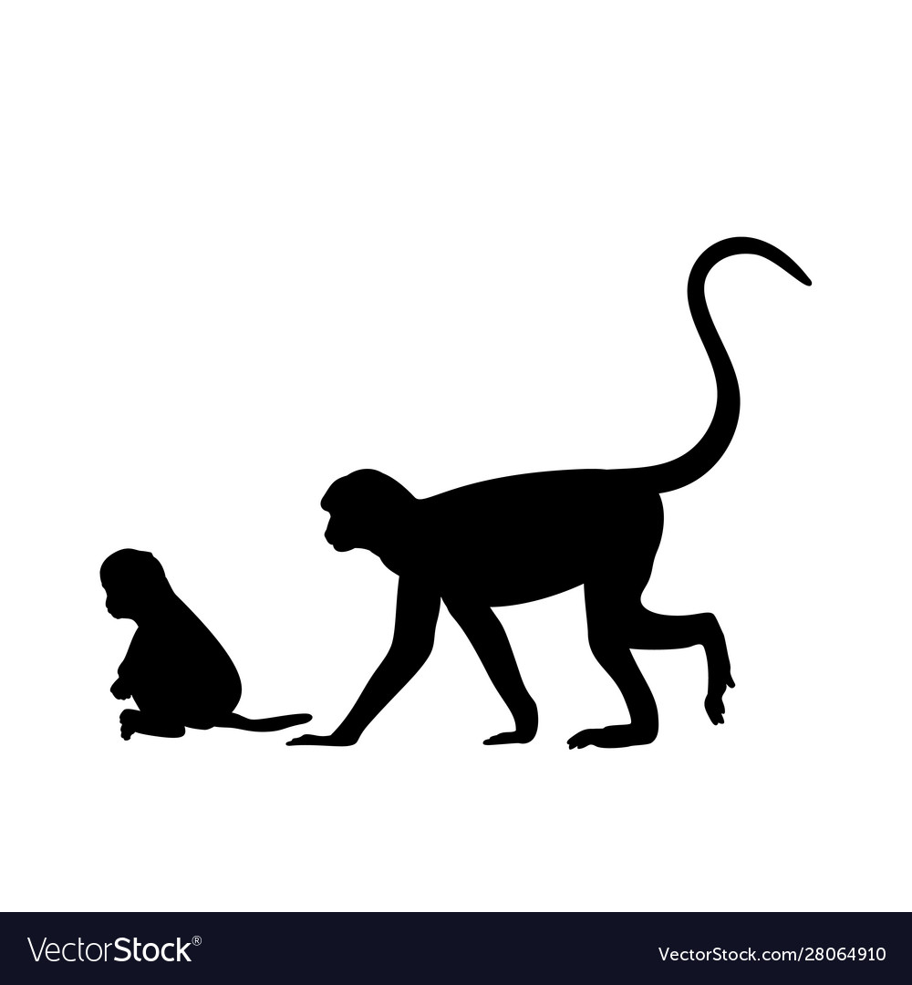 Silhouette monkey and young little