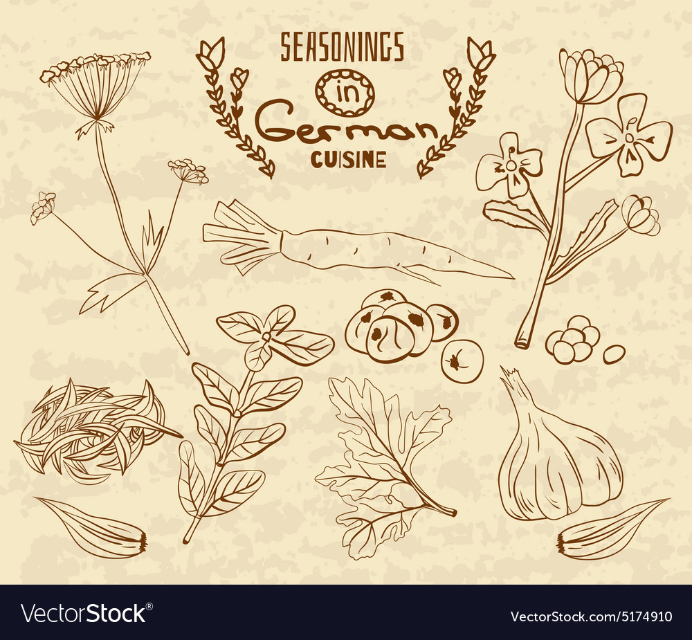 Spices in german cuisine the herbs set retro Vector Image