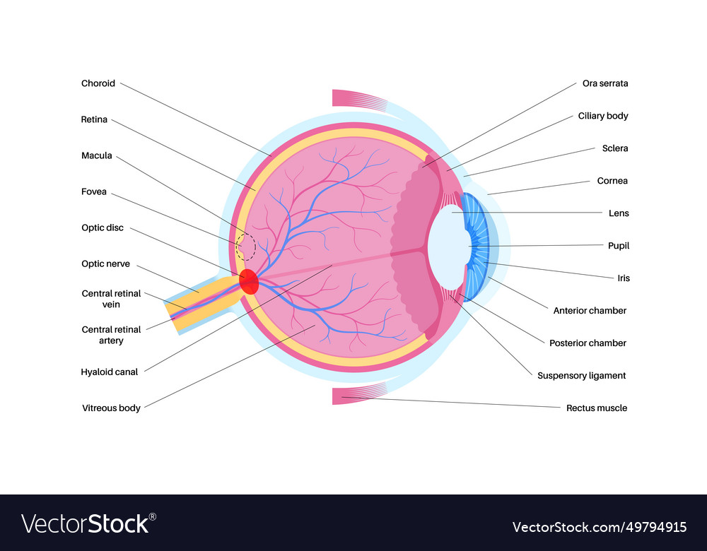 Blind spot poster