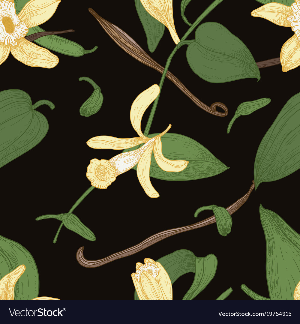 Vanilla Botanical Pattern