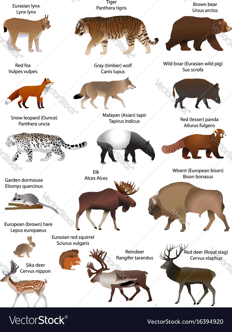 Animals eurasia Royalty Free Vector Image - VectorStock