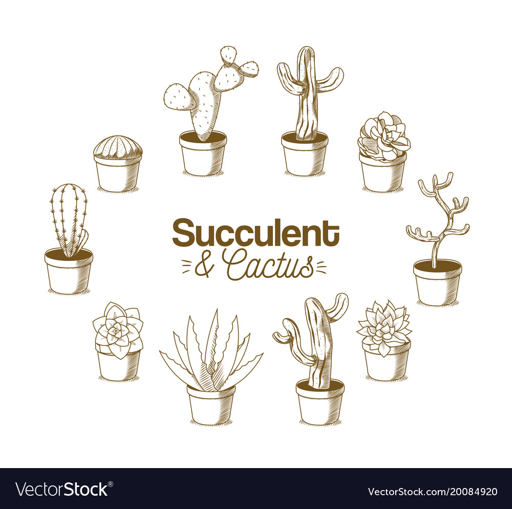 Image result for potted cactus drawing