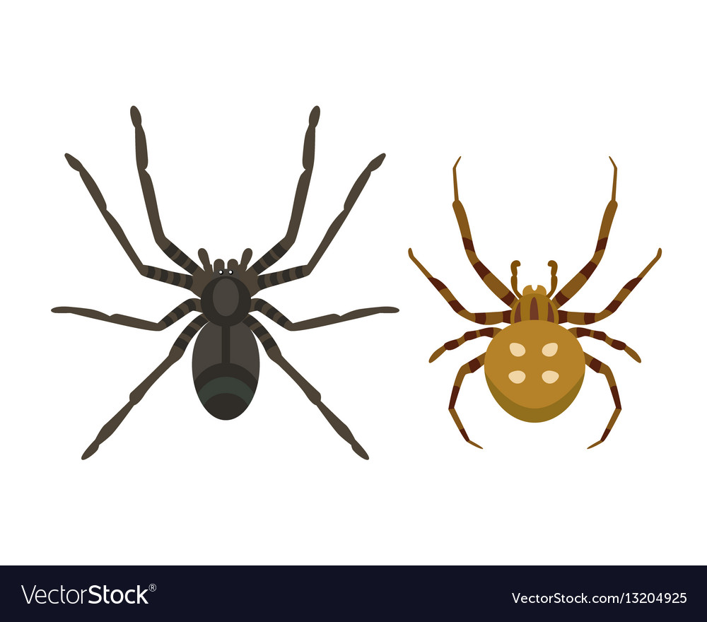 Spider silhouette arachnid fear graphic flat scary