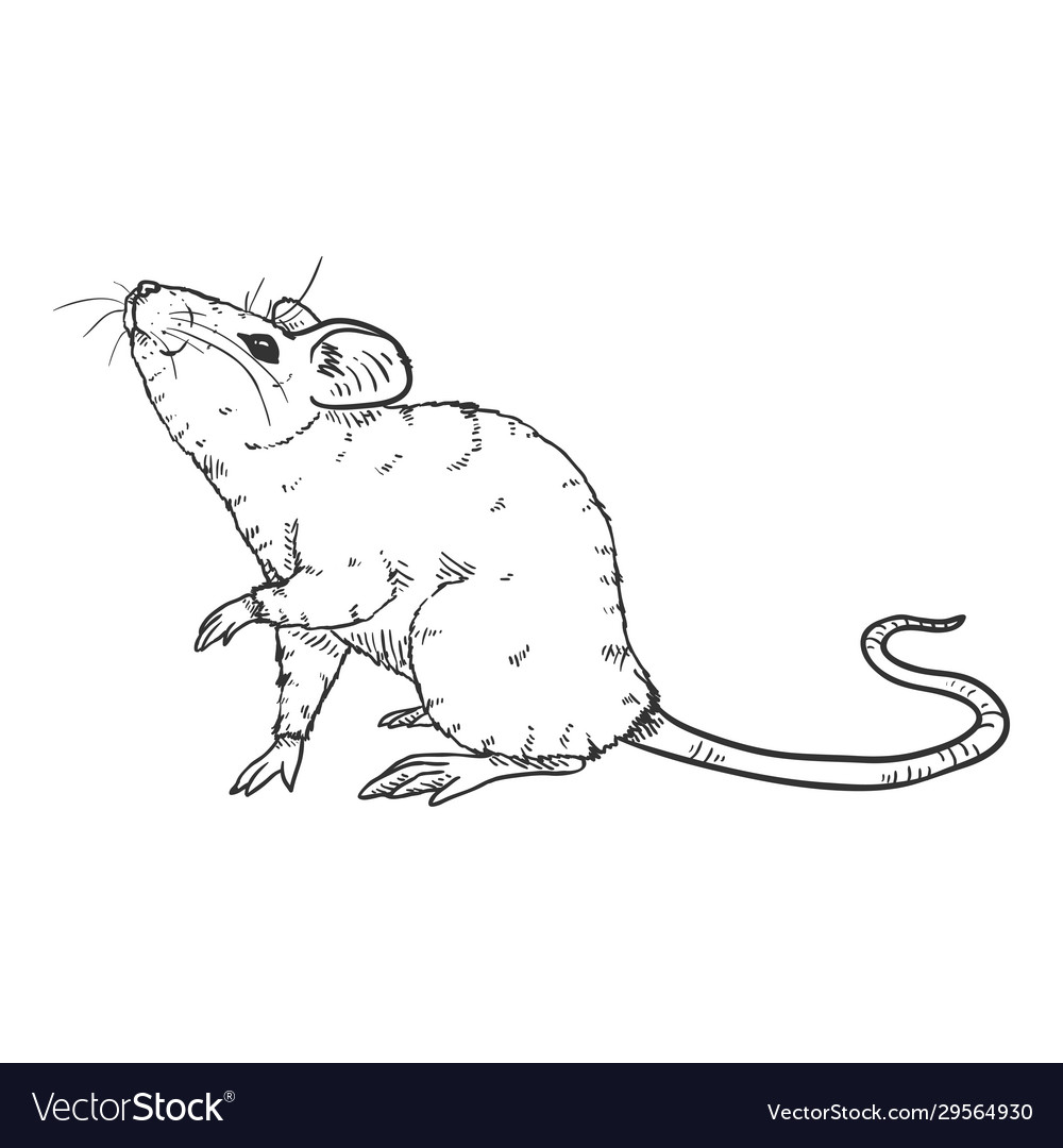 Sketch Curious Mouse Royalty Free Vector Image