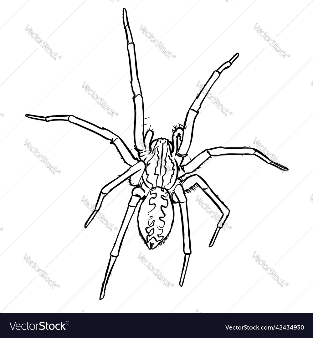 Spider 01 Royalty Free Vector Image - VectorStock