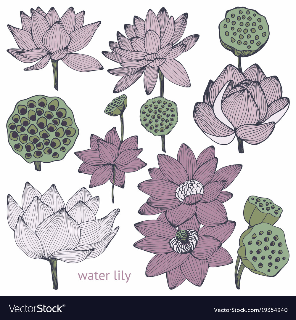 Water lily set Royalty Free Vector Image - VectorStock