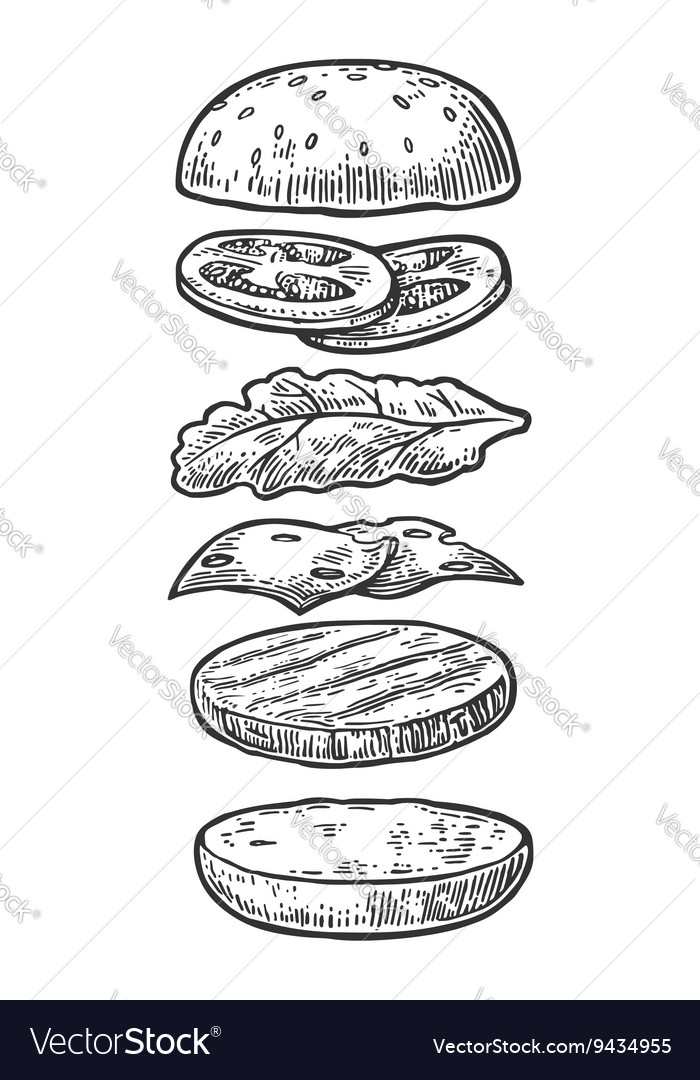 Ingredients Classic Cheeseburger Isolated Painted Vector Image Ingredients Classic Cheeseburger Isolated Painted Vector Image