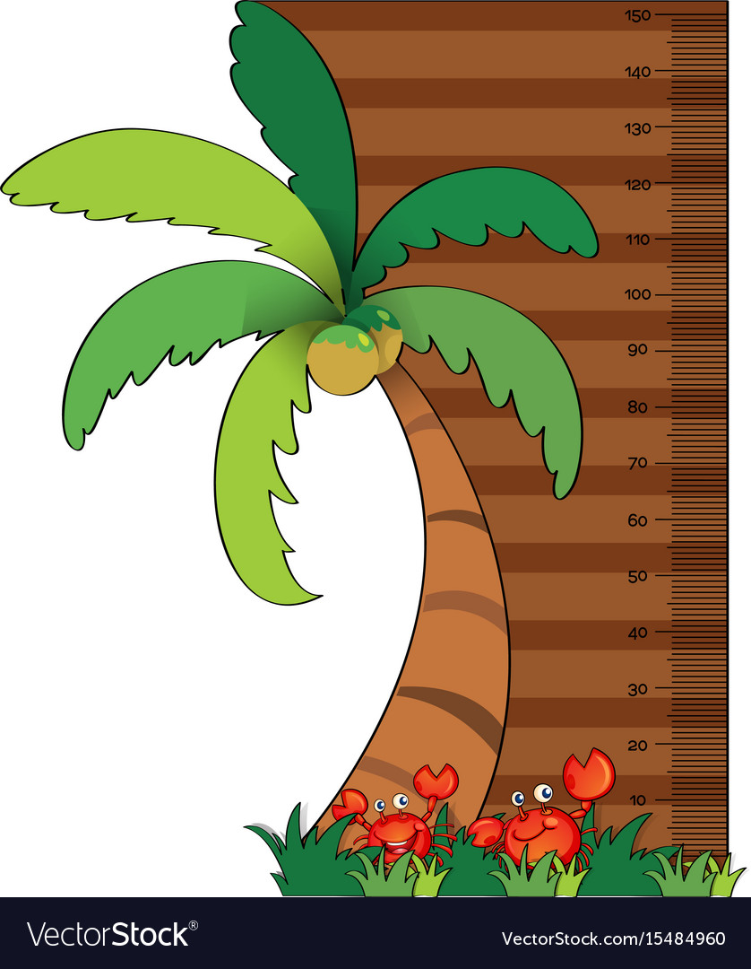 Height measurement chart with coconut tree Vector Image