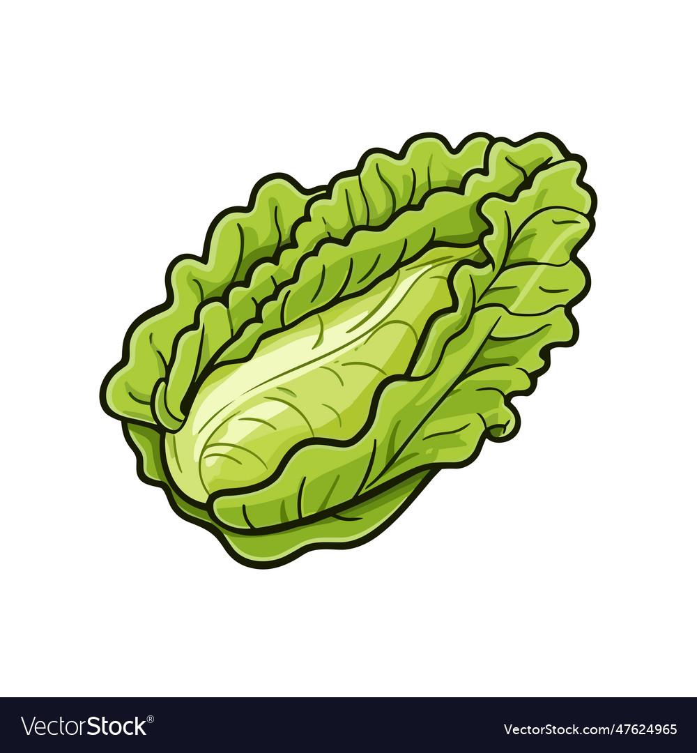 Lettuce hand-drawn doodle style cartoon Royalty Free Vector