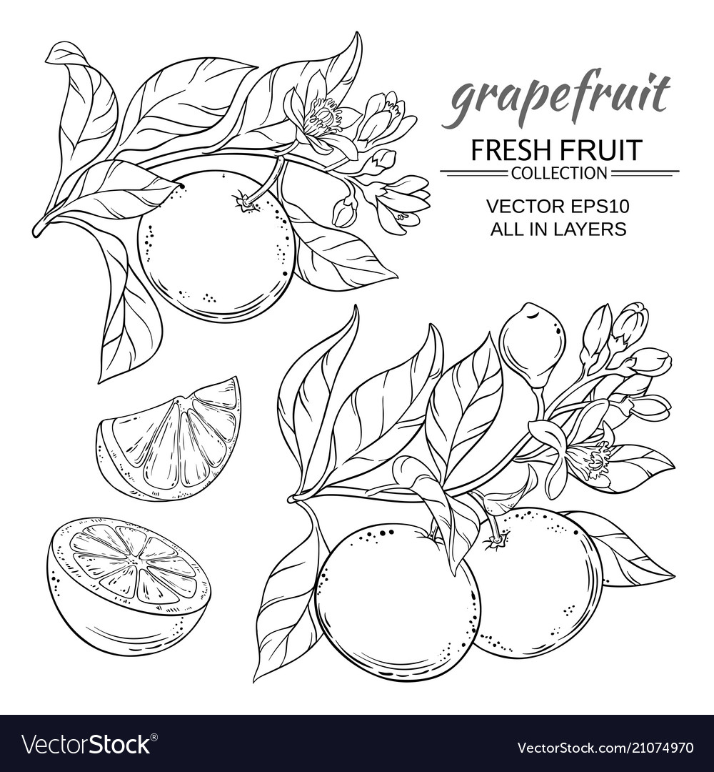 Grapefruit set Royalty Free Vector Image - VectorStock