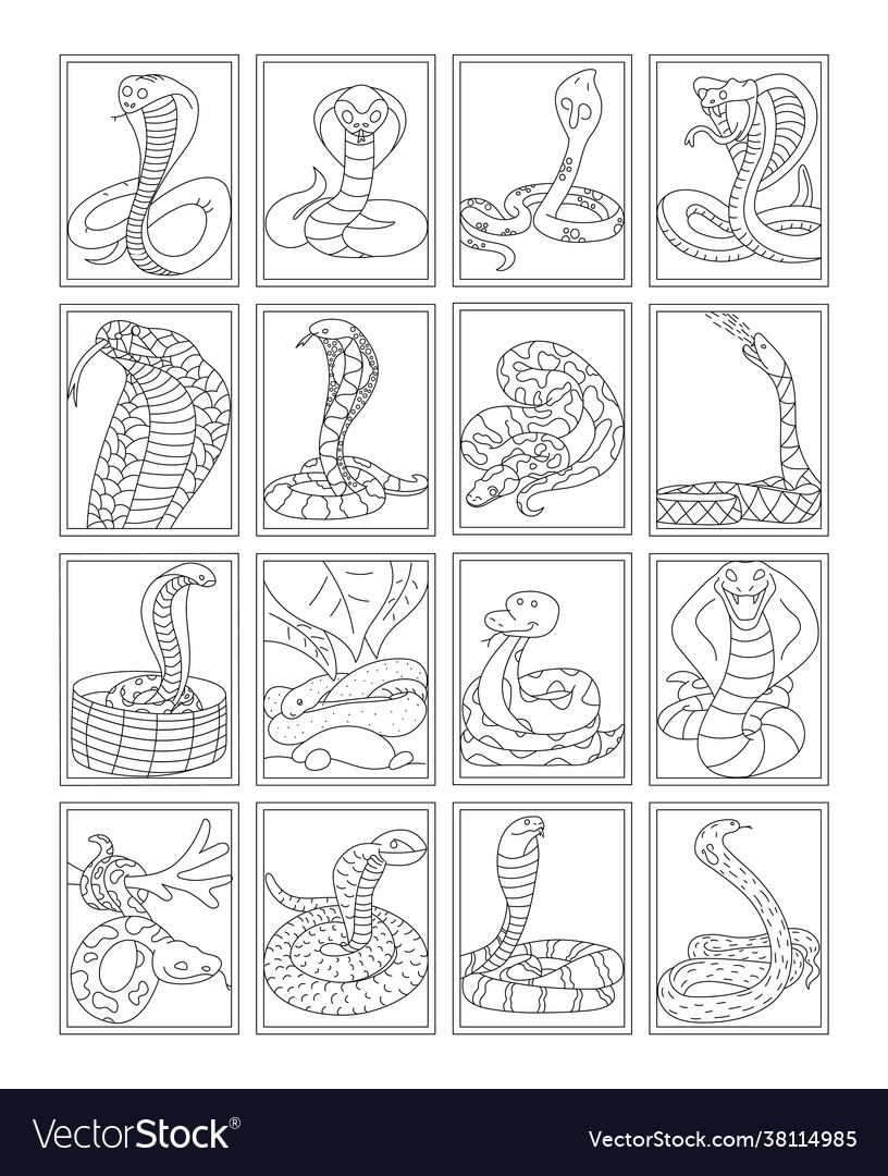 Cobra snakes colouring page