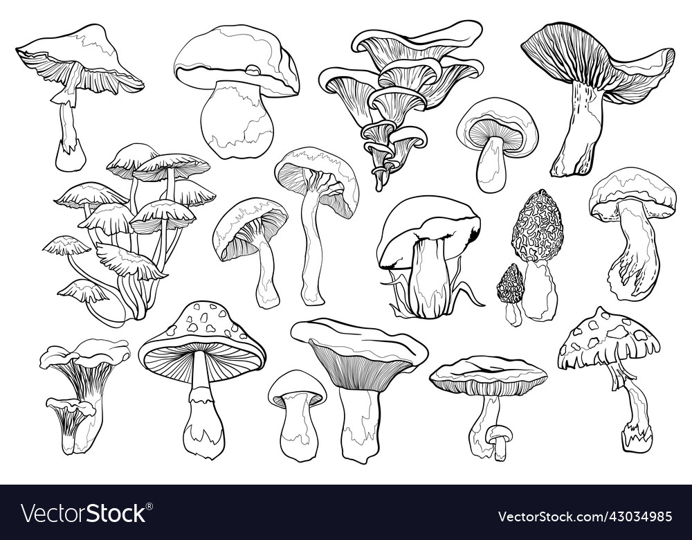 Contour black line mushroom Royalty Free Vector Image