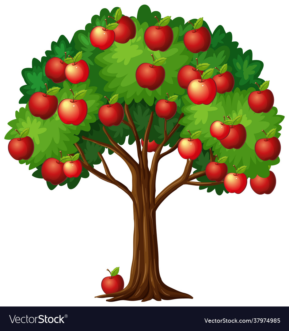 Many red apples on a tree isolated white Vector Image