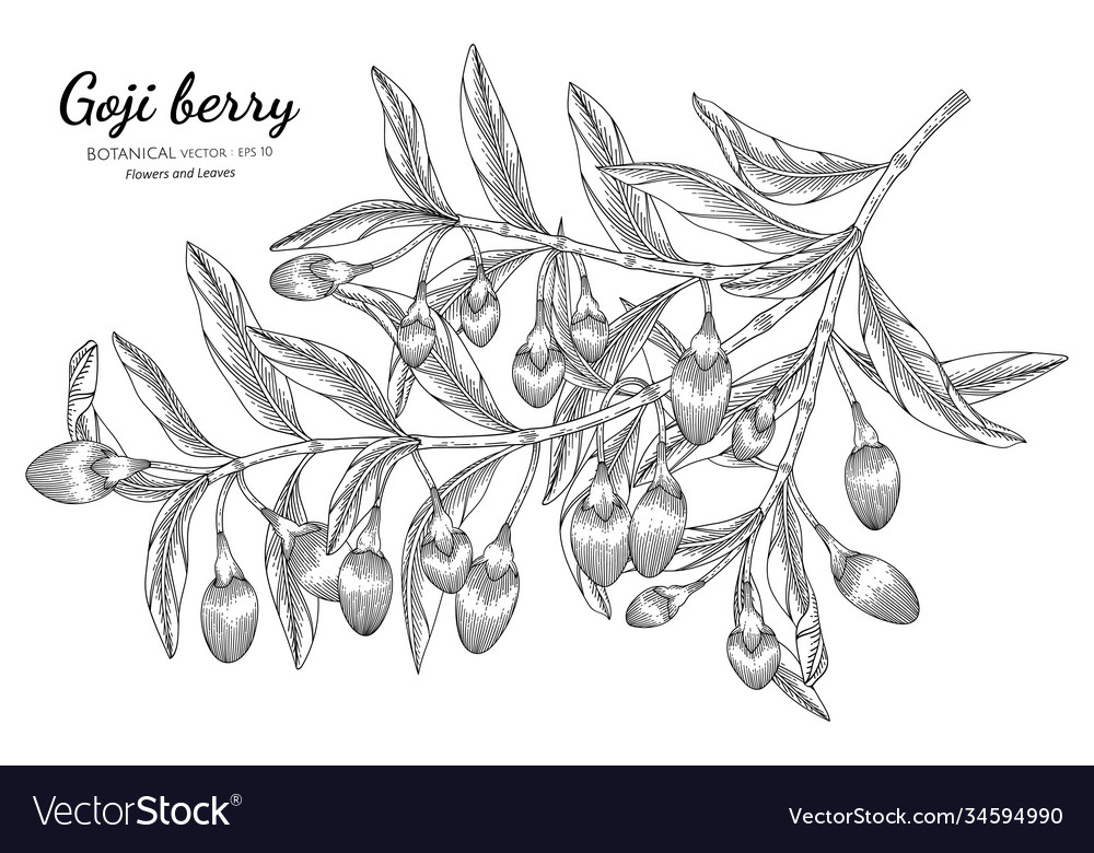 Goji berry fruit hand drawn botanical with line