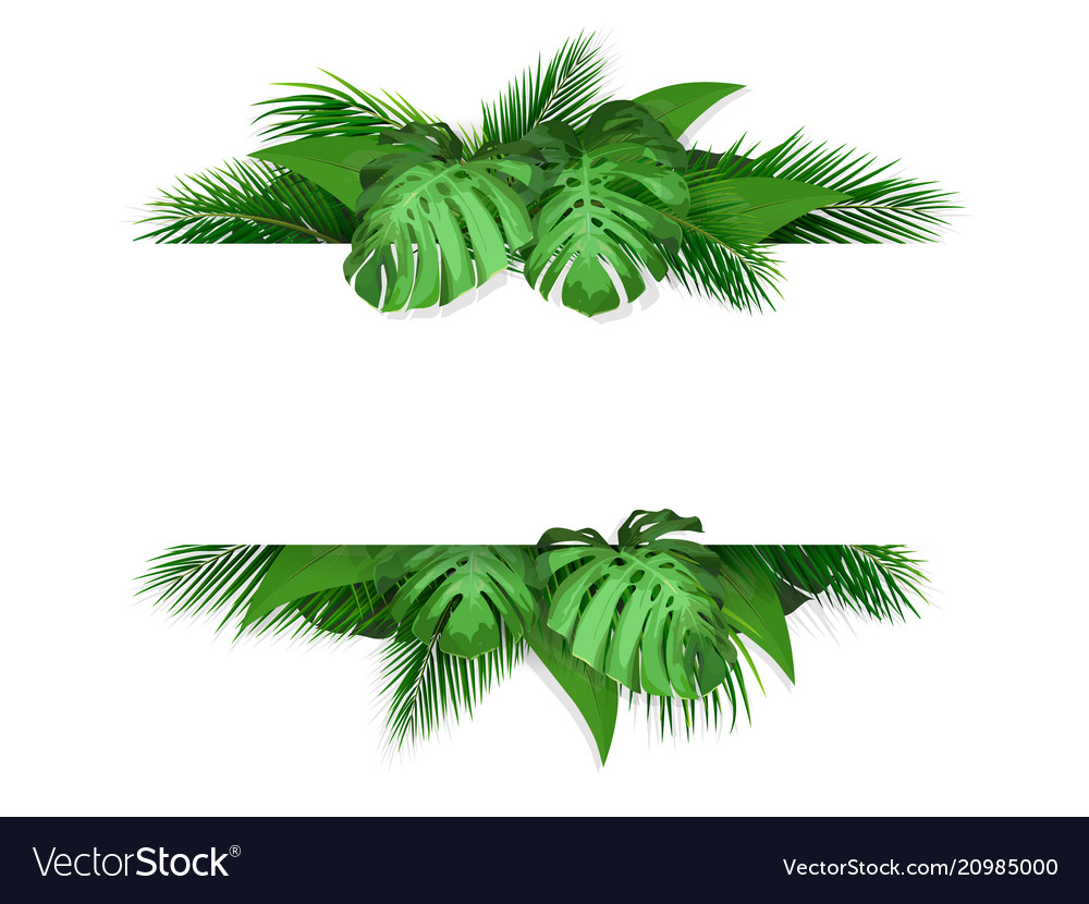 Banner with tropical leaves on background Vector Image