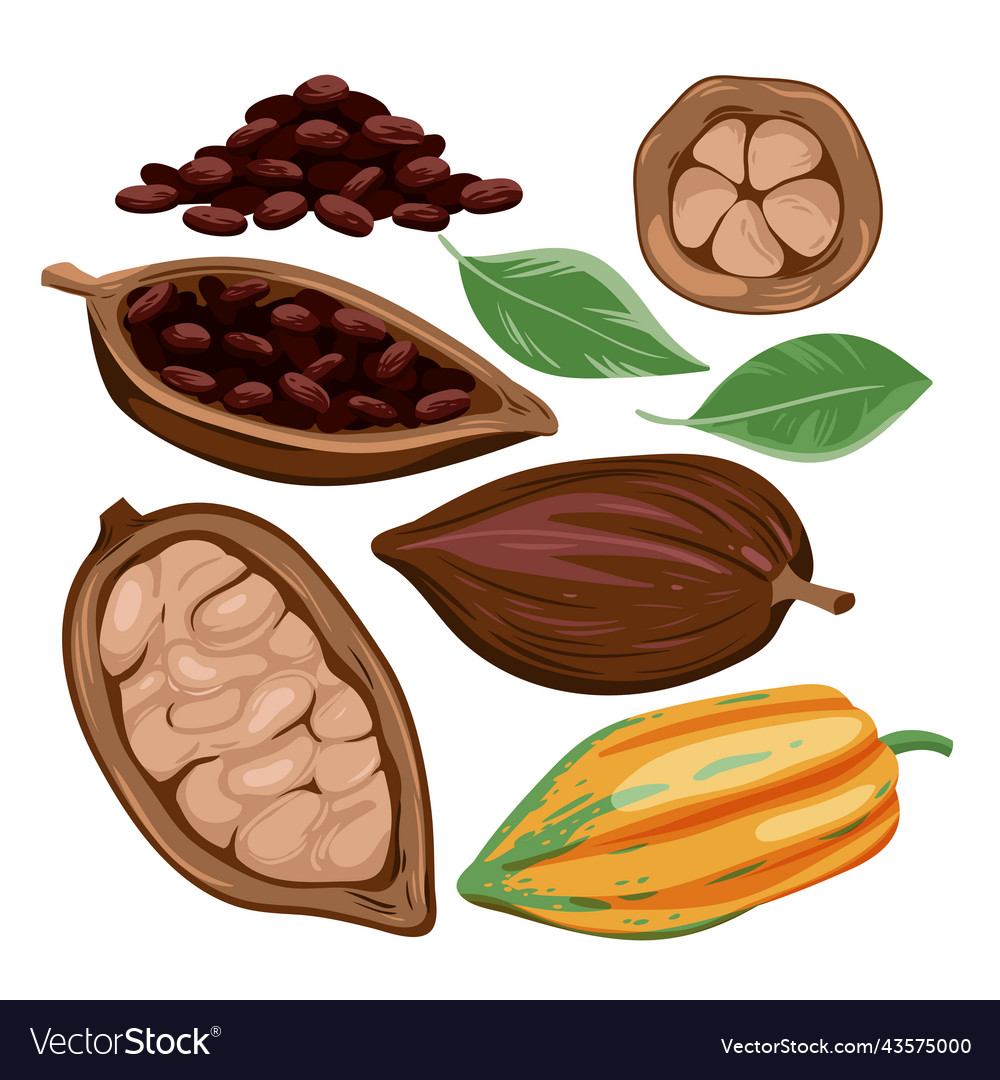 Cocoa beans set isolated harvest of fruit Vector Image