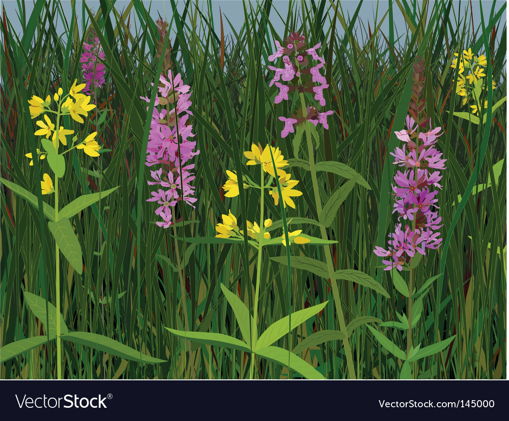 Meadow Blumen