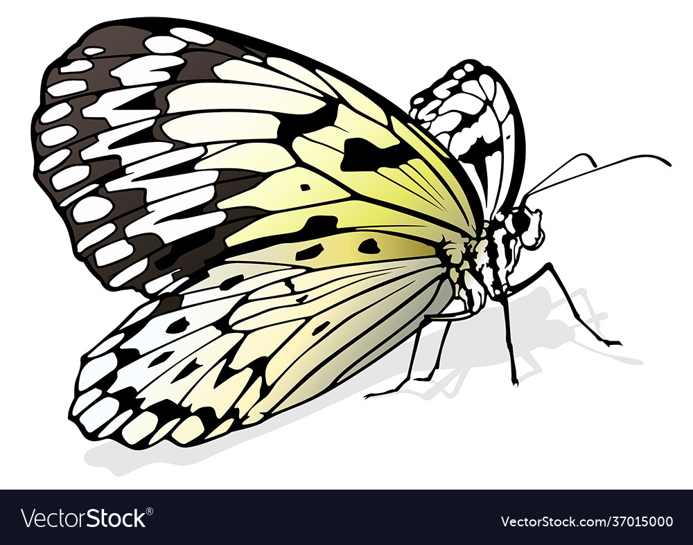 Paper kite butterfly Royalty Free Vector Image