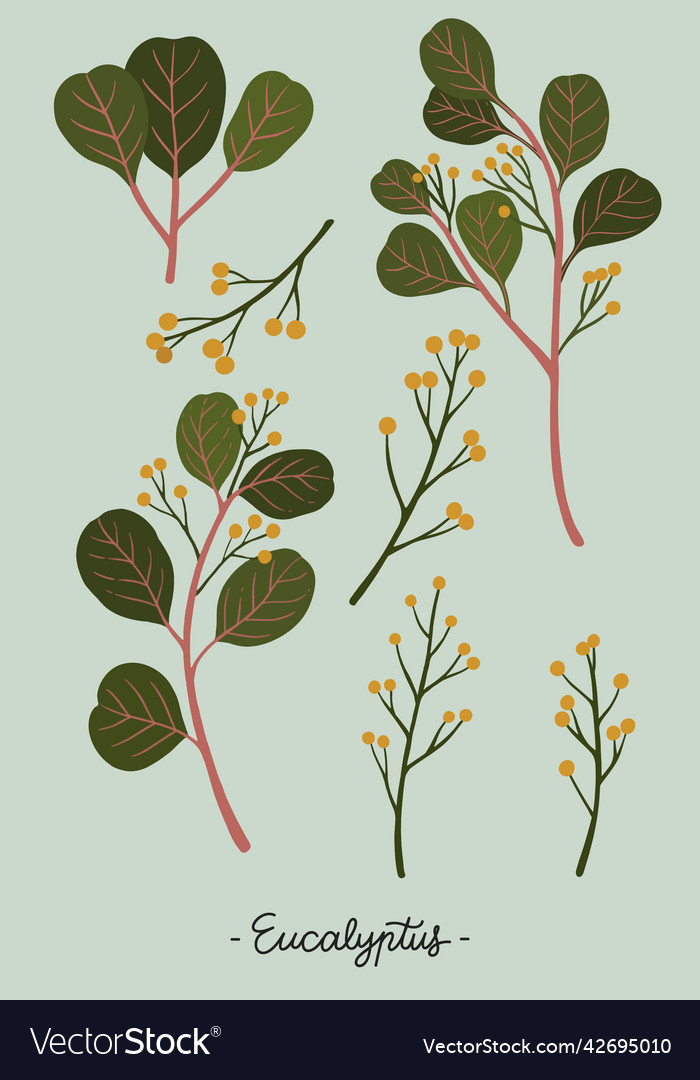 Eucalyptus Blossoms - Green
