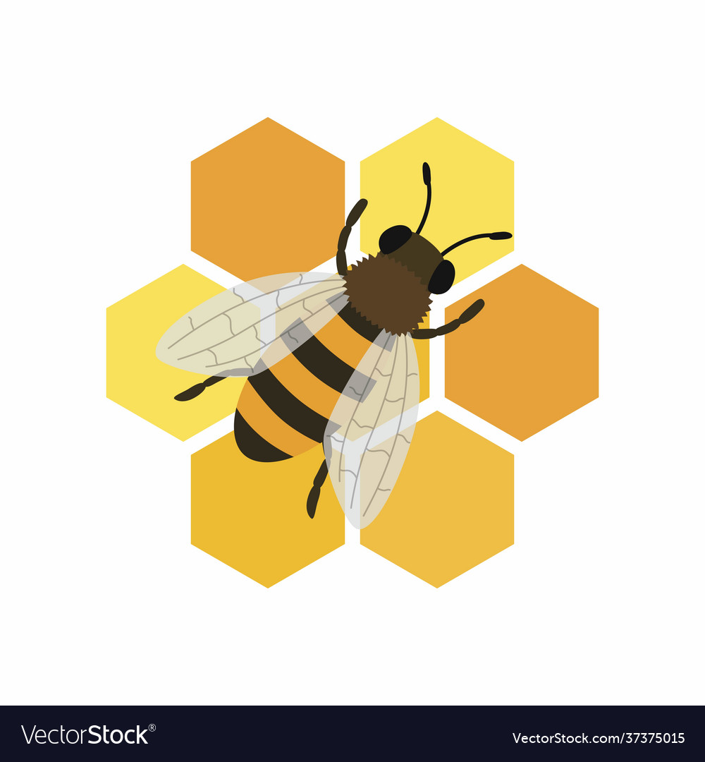 Bee and honeycombs isolated Royalty Free Vector Image